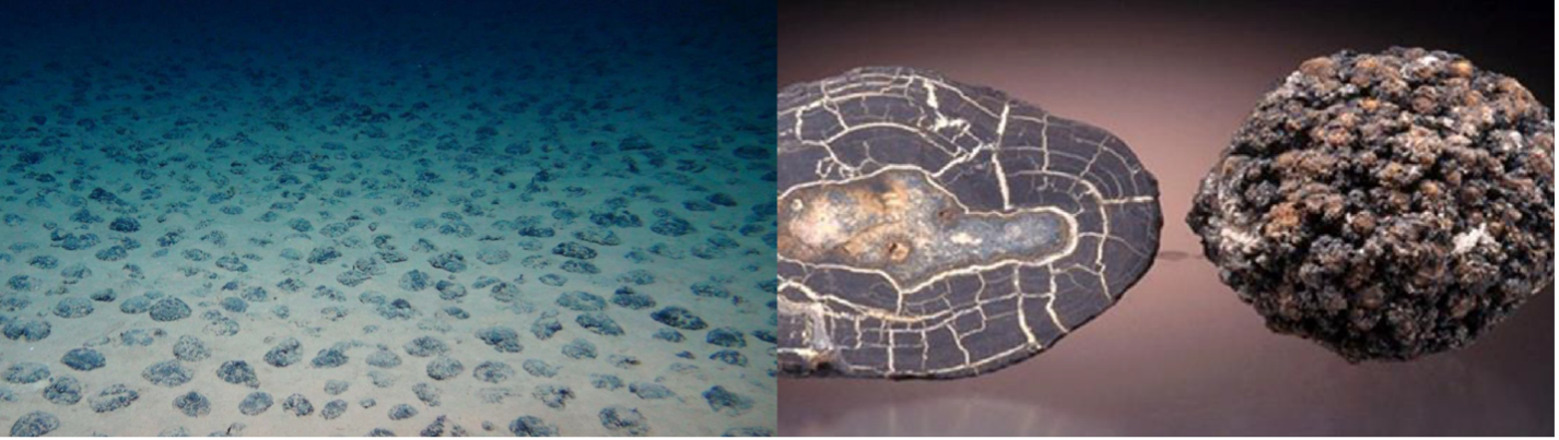 Polymetallic nodules lie unattached on the abyssal plains. A cross section of a polymetallic nodule.